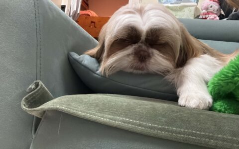 熟睡小狗